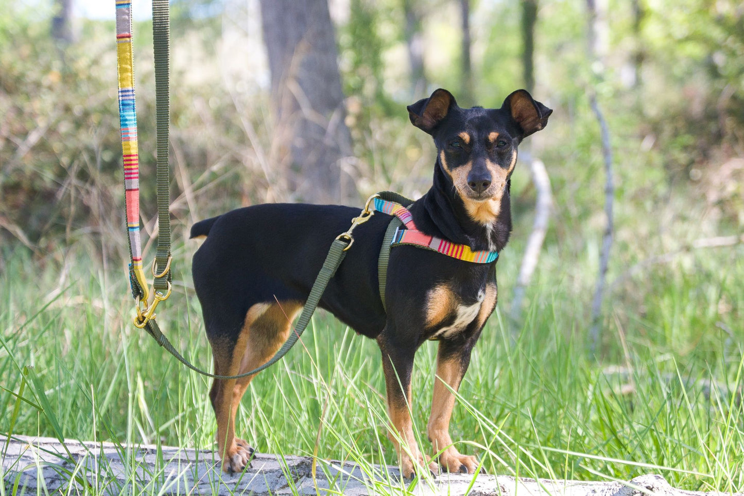 Barcelona Harness - Mustard yellow with red and blue