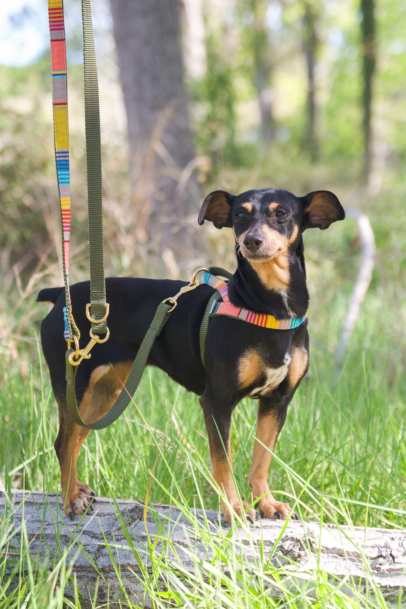 Barcelona Harness - Mustard yellow with red and blue