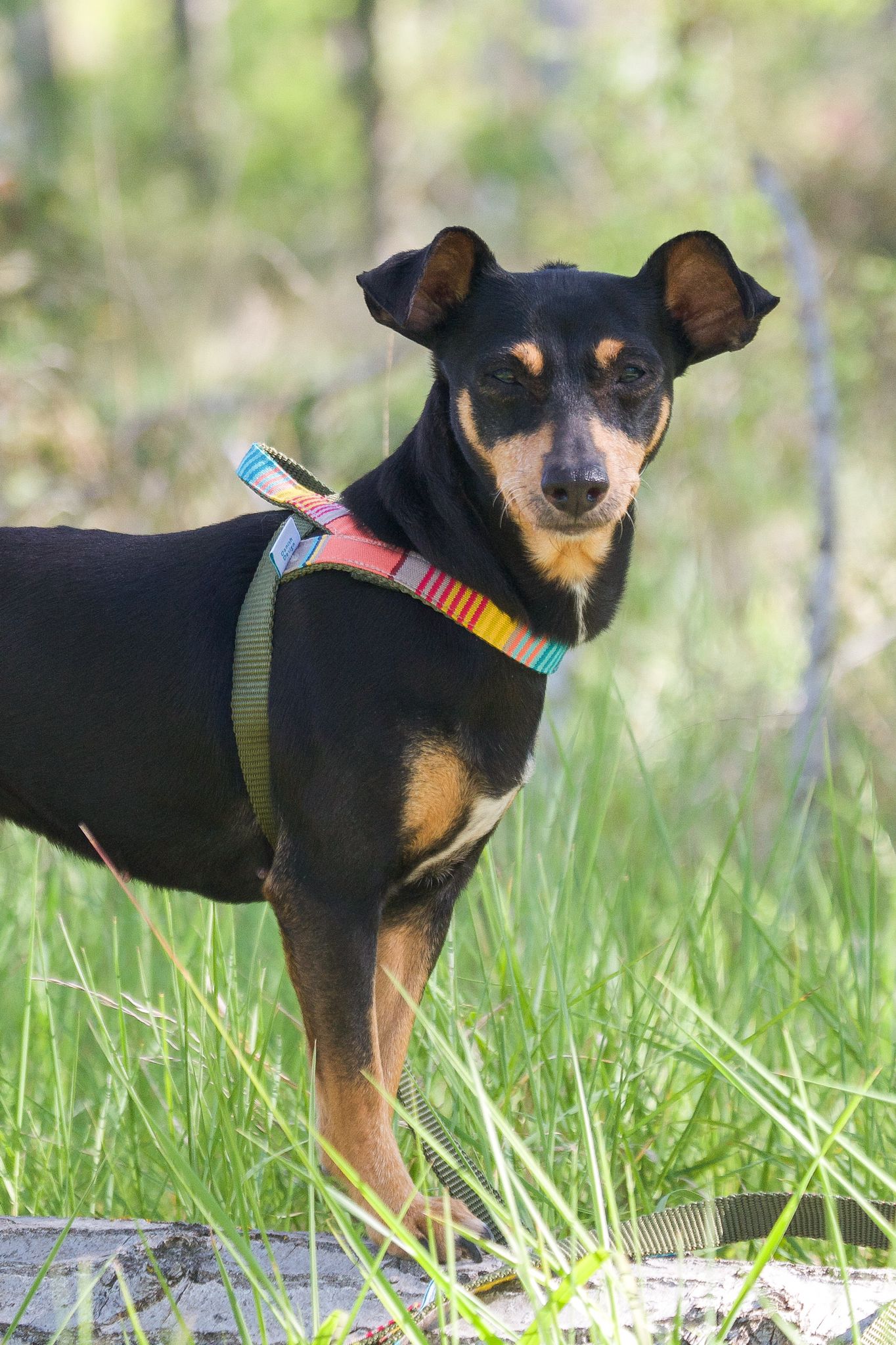 Barcelona Harness - Mustard yellow with red and blue