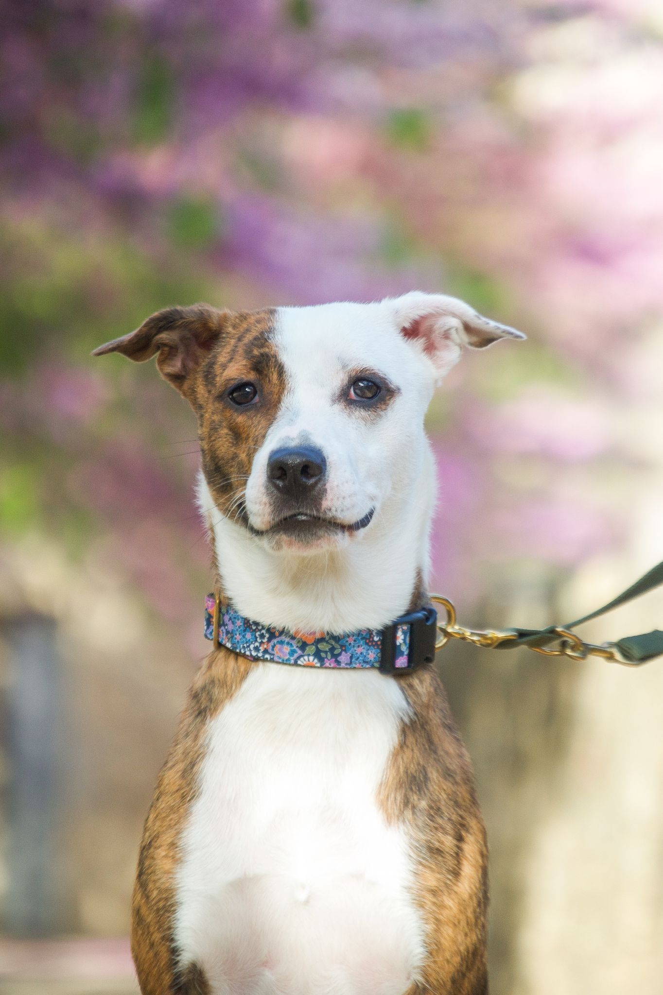 Floral print cheap dog collar